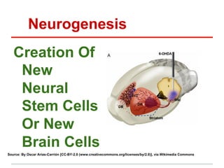 Neurogenesis
   Creation Of
    New
    Neural
    Stem Cells
    Or New
    Brain Cells
Source: By Oscar Arias-Carrión [CC-BY-2.0 (www.creativecommons.org/licenses/by/2.0)], via Wikimedia Commons
 