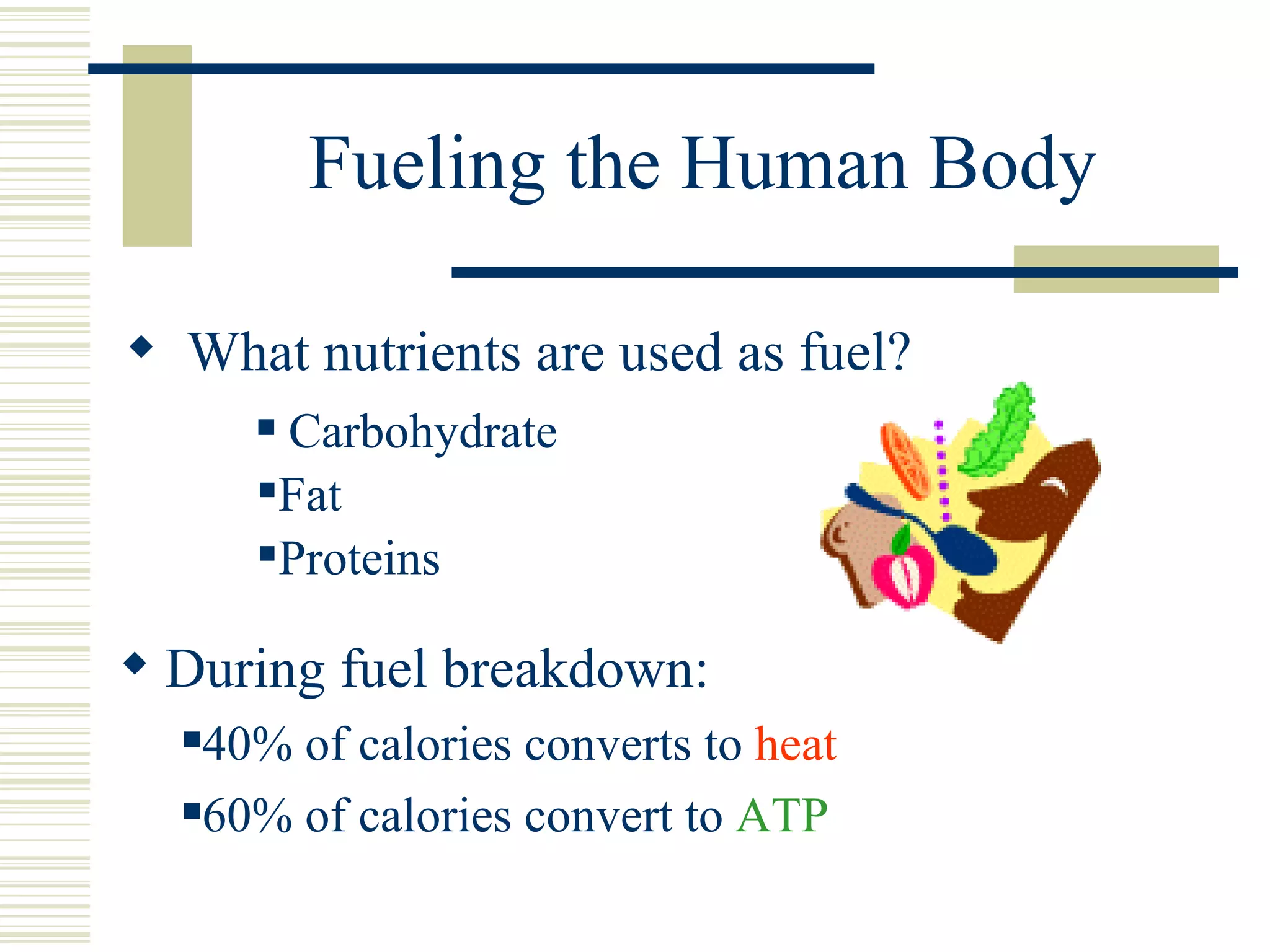 Fueling the Human Body What nutrients are used as fuel? Carbohydrate During fuel breakdown: 40% of calories converts to  heat 60% of calories convert to  ATP Fat Proteins 