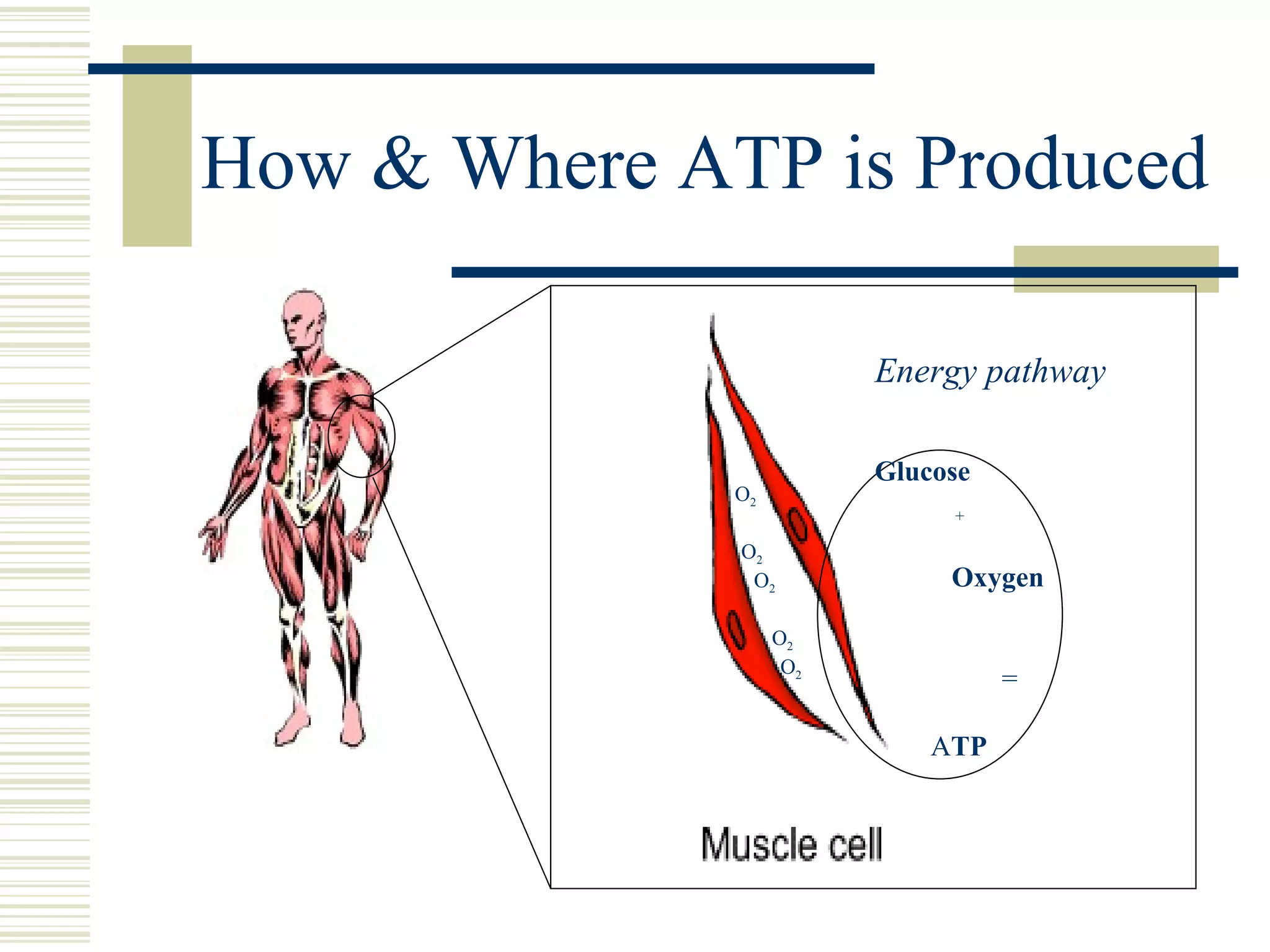 How & Where ATP is Produced Energy pathway Glucose + Oxygen = A TP   O 2 O 2 O 2  O 2 O 2  