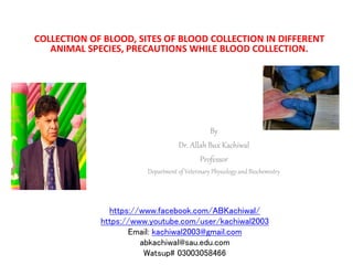 By
Dr. Allah Bux Kachiwal
Professor
Department of Veterinary Physiology and Biochemistry
https://www.facebook.com/ABKachiwal/
https://www.youtube.com/user/kachiwal2003
Email: kachiwal2003@gmail.com
abkachiwal@sau.edu.com
Watsup# 03003058466
COLLECTION OF BLOOD, SITES OF BLOOD COLLECTION IN DIFFERENT
ANIMAL SPECIES, PRECAUTIONS WHILE BLOOD COLLECTION.
 