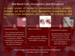 The Impact of Exercise on Hematological Health | PDF