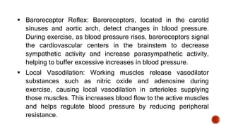  Baroreceptor Reflex: Baroreceptors, located in the carotid
sinuses and aortic arch, detect changes in blood pressure.
During exercise, as blood pressure rises, baroreceptors signal
the cardiovascular centers in the brainstem to decrease
sympathetic activity and increase parasympathetic activity,
helping to buffer excessive increases in blood pressure.
 Local Vasodilation: Working muscles release vasodilator
substances such as nitric oxide and adenosine during
exercise, causing local vasodilation in arterioles supplying
those muscles. This increases blood flow to the active muscles
and helps regulate blood pressure by reducing peripheral
resistance.
 
