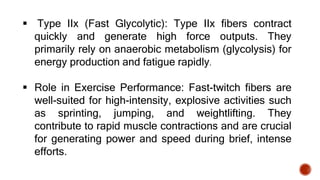  Type IIx (Fast Glycolytic): Type IIx fibers contract
quickly and generate high force outputs. They
primarily rely on anaerobic metabolism (glycolysis) for
energy production and fatigue rapidly.
 Role in Exercise Performance: Fast-twitch fibers are
well-suited for high-intensity, explosive activities such
as sprinting, jumping, and weightlifting. They
contribute to rapid muscle contractions and are crucial
for generating power and speed during brief, intense
efforts.
 