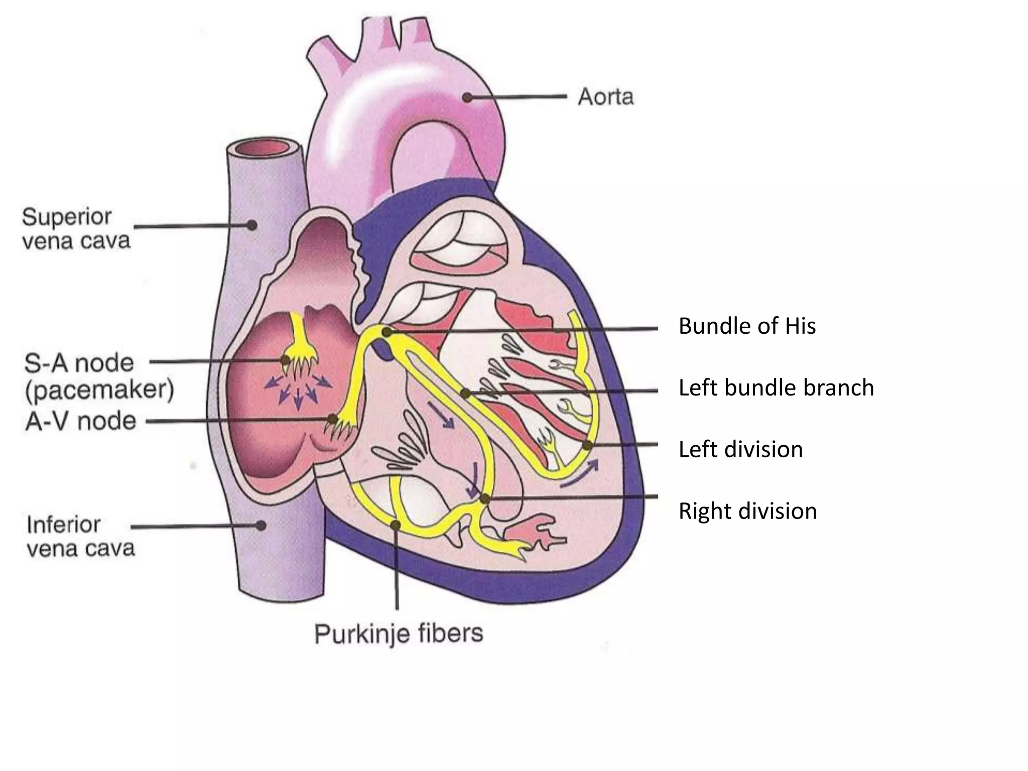 Bundle of His
Left bundle branch
Left division
Right division
 