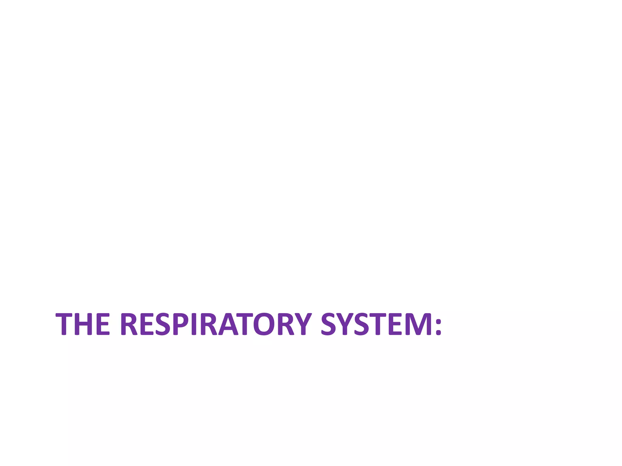 THE RESPIRATORY SYSTEM:
 
