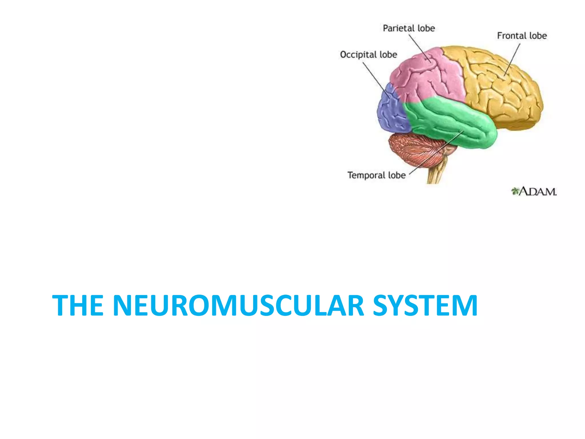 THE NEUROMUSCULAR SYSTEM
 