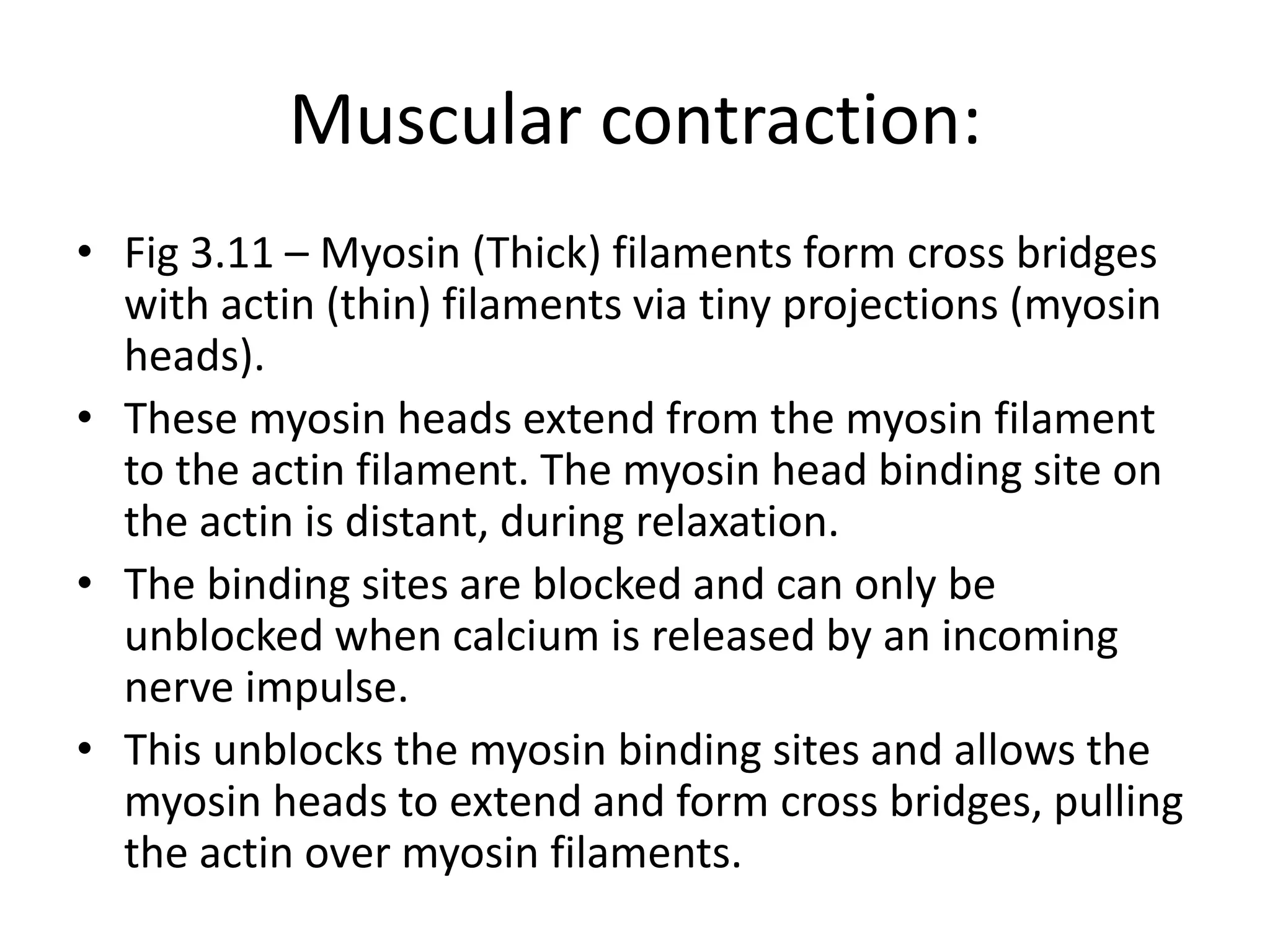 Muscular contraction:
• Fig 3.11 – Myosin (Thick) filaments form cross bridges
with actin (thin) filaments via tiny projections (myosin
heads).
• These myosin heads extend from the myosin filament
to the actin filament. The myosin head binding site on
the actin is distant, during relaxation.
• The binding sites are blocked and can only be
unblocked when calcium is released by an incoming
nerve impulse.
• This unblocks the myosin binding sites and allows the
myosin heads to extend and form cross bridges, pulling
the actin over myosin filaments.
 