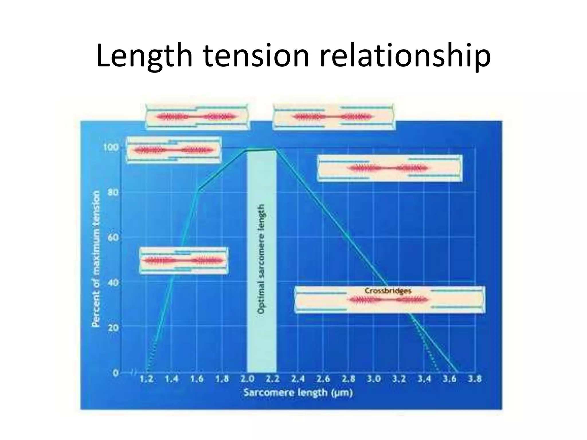 Length tension relationship
 