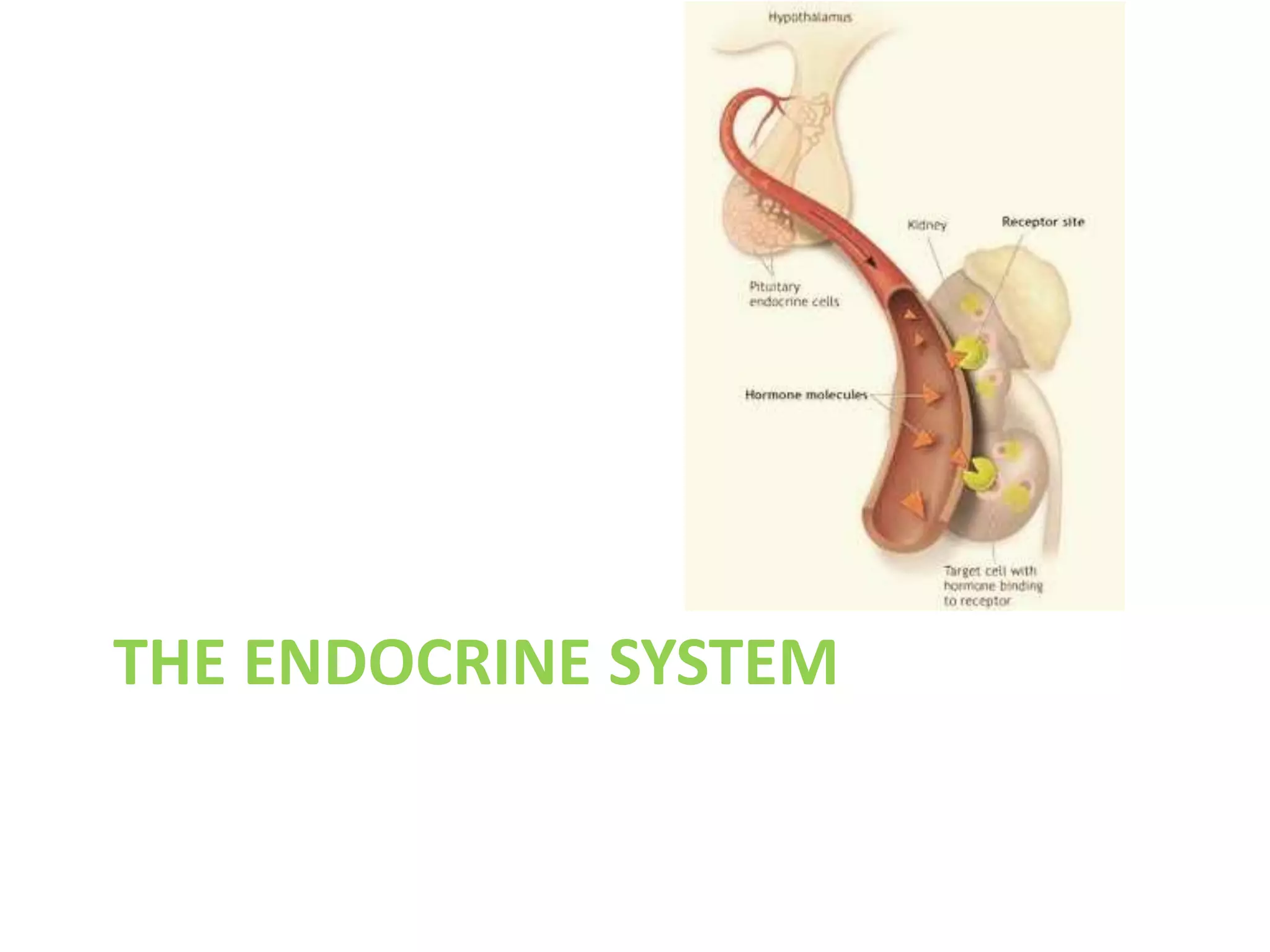 THE ENDOCRINE SYSTEM
 