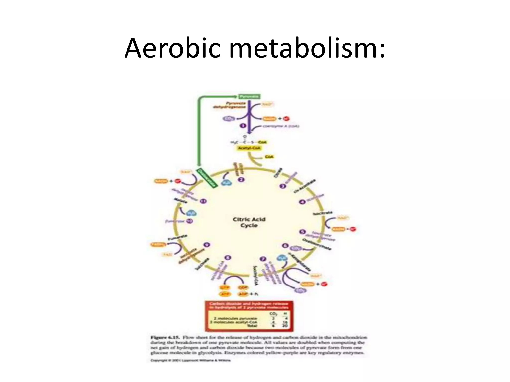 Aerobic metabolism:
 
