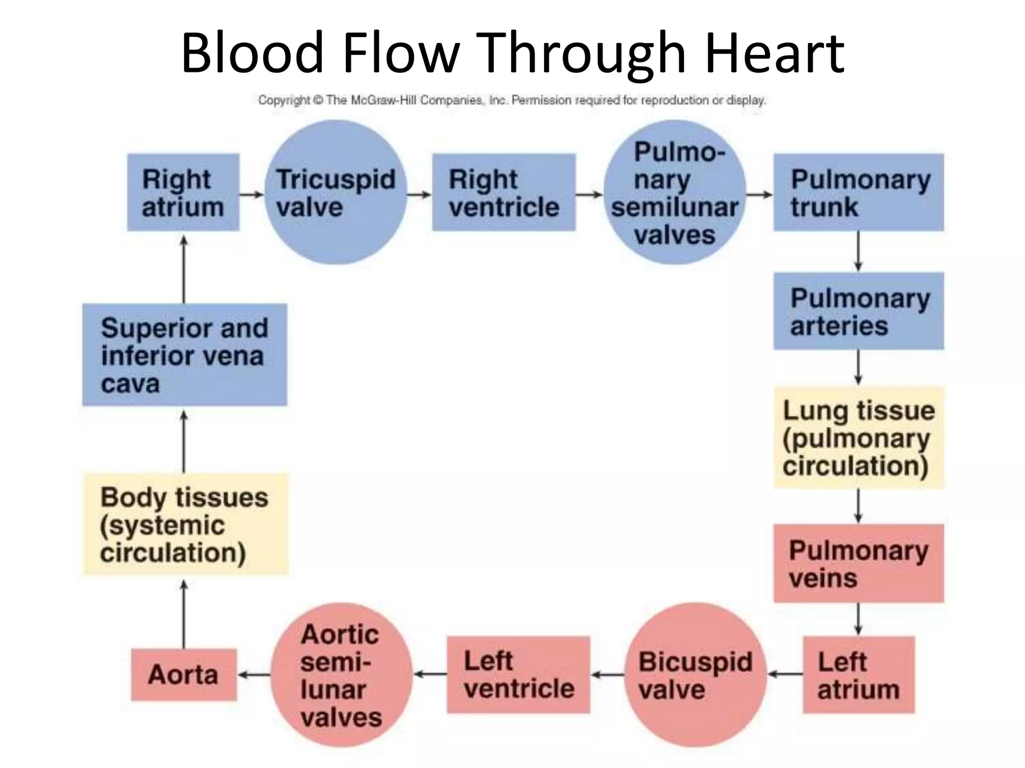 Blood Flow Through Heart
 