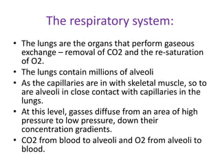 The respiratory system:
• The lungs are the organs that perform gaseous
exchange – removal of CO2 and the re-saturation
of O2.
• The lungs contain millions of alveoli
• As the capillaries are in with skeletal muscle, so to
are alveoli in close contact with capillaries in the
lungs.
• At this level, gasses diffuse from an area of high
pressure to low pressure, down their
concentration gradients.
• CO2 from blood to alveoli and O2 from alveoli to
blood.
 