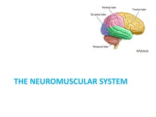 THE NEUROMUSCULAR SYSTEM
 