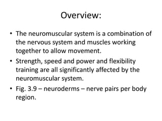 Overview:
• The neuromuscular system is a combination of
the nervous system and muscles working
together to allow movement.
• Strength, speed and power and flexibility
training are all significantly affected by the
neuromuscular system.
• Fig. 3.9 – neuroderms – nerve pairs per body
region.
 