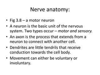 Nerve anatomy:
• Fig 3.8 – a motor neuron
• A neuron is the basic unit of the nervous
system. Two types occur – motor and sensory.
• An axon is the process that extends from a
neuron to connect with another cell.
• Dendrites are little tendrils that receive
conduction towards the cell body.
• Movement can either be voluntary or
involuntary.
 