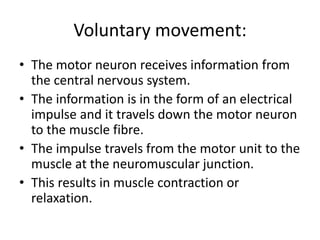 Voluntary movement:
• The motor neuron receives information from
the central nervous system.
• The information is in the form of an electrical
impulse and it travels down the motor neuron
to the muscle fibre.
• The impulse travels from the motor unit to the
muscle at the neuromuscular junction.
• This results in muscle contraction or
relaxation.
 