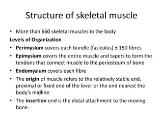 Structure of skeletal muscle
• More than 660 skeletal muscles in the body
Levels of Organization
• Perimysium covers each bundle (fasiculus) ± 150 fibres
• Epimysium covers the entire muscle and tapers to form the
tendons that connect muscle to the periosteum of bone
• Endomysium covers each fibre
• The origin of muscle refers to the relatively stable end,
proximal or fixed end of the lever or the end nearest the
body’s midline
• The insertion end is the distal attachment to the moving
bone.
 