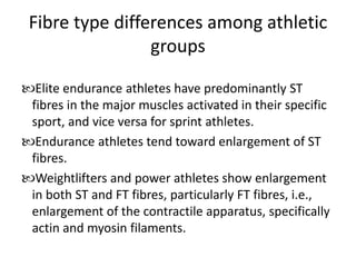 Fibre type differences among athletic
groups
Elite endurance athletes have predominantly ST
fibres in the major muscles activated in their specific
sport, and vice versa for sprint athletes.
Endurance athletes tend toward enlargement of ST
fibres.
Weightlifters and power athletes show enlargement
in both ST and FT fibres, particularly FT fibres, i.e.,
enlargement of the contractile apparatus, specifically
actin and myosin filaments.
 