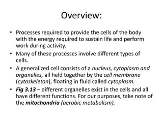 Overview:
• Processes required to provide the cells of the body
with the energy required to sustain life and perform
work during activity.
• Many of these processes involve different types of
cells.
• A generalized cell consists of a nucleus, cytoplasm and
organelles, all held together by the cell membrane
(cytoskeleton), floating in fluid called cytoplasm.
• Fig 3.13 – different organelles exist in the cells and all
have different functions. For our purposes, take note of
the mitochondria (aerobic metabolism).
 