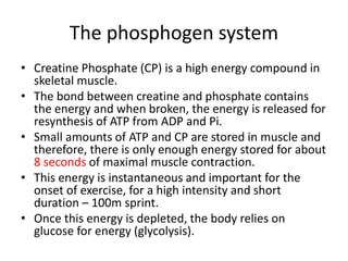 The phosphogen system
• Creatine Phosphate (CP) is a high energy compound in
skeletal muscle.
• The bond between creatine and phosphate contains
the energy and when broken, the energy is released for
resynthesis of ATP from ADP and Pi.
• Small amounts of ATP and CP are stored in muscle and
therefore, there is only enough energy stored for about
8 seconds of maximal muscle contraction.
• This energy is instantaneous and important for the
onset of exercise, for a high intensity and short
duration – 100m sprint.
• Once this energy is depleted, the body relies on
glucose for energy (glycolysis).
 