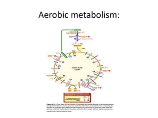 Aerobic metabolism:
 
