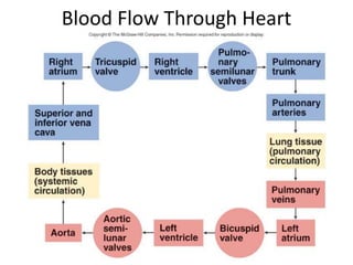 Blood Flow Through Heart
 