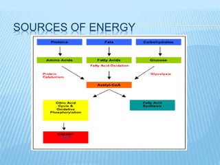 Exercise physiology | PPTX