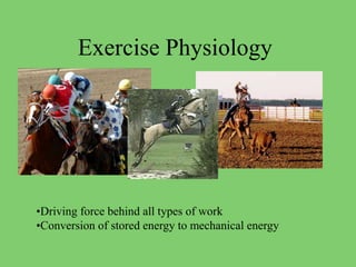 Exercise Physiology
•Driving force behind all types of work
•Conversion of stored energy to mechanical energy
 