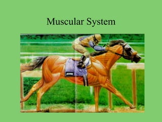 Muscular System
 