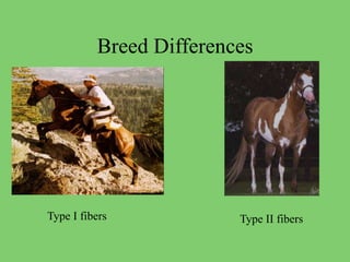 Breed Differences
Type I fibers Type II fibers
 