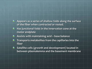 Appears as a series of shallow folds along the surface
of the fiber when contracted or rested.
Has junctional folds in the innervation zone at the
motor endplate
Assists with maintaining acid – base balance
Transports metabolites from the capillaries into the
fiber
Satellite cells (growth and development) located in
between plasmalemma and the basement membrane
 