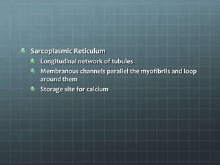 Sarcoplasmic Reticulum
Longitudinal network of tubules
Membranous channels parallel the myofibrils and loop
around them
Storage site for calcium
 