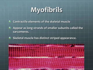 Myofibrils
Contractile elements of the skeletal muscle
Appear as long strands of smaller subunits called the
sarcomeres.
Skeletal muscle has distinct striped appearance.
 