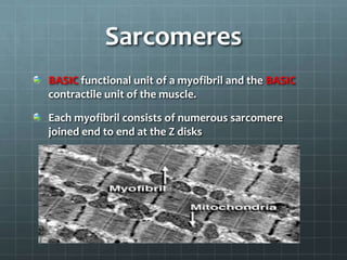 Sarcomeres
BASIC functional unit of a myofibril and the BASIC
contractile unit of the muscle.
Each myofibril consists of numerous sarcomere
joined end to end at the Z disks
 