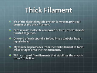 Thick Filament
2/3 of the skeletal muscle protein is myosin, principal
protein of the thick filament.
Each myosin molecule composed of two protein strands
twisted together.
One end of each strand is folded into a globular head –
myosin head
Myosin head protrudes from the thick filament to form
cross bridges onto the thin filaments.
Titin – array of fine filaments that stabilizes the myosin
from Z to M line.
 
