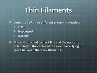 Thin Filaments
Composed of three different protein molecules:
Actin
Tropomyosin
Troponin
One end attached to the Z line and the opposite
extending to the center of the sarcomere, lying in
space between the thick filaments.
 