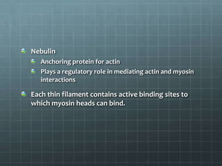 Nebulin
Anchoring protein for actin
Plays a regulatory role in mediating actin and myosin
interactions
Each thin filament contains active binding sites to
which myosin heads can bind.
 