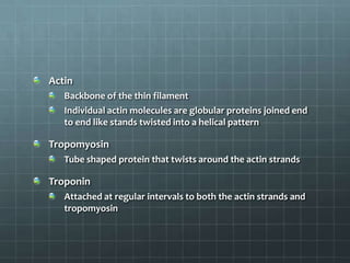 Actin
Backbone of the thin filament
Individual actin molecules are globular proteins joined end
to end like stands twisted into a helical pattern
Tropomyosin
Tube shaped protein that twists around the actin strands
Troponin
Attached at regular intervals to both the actin strands and
tropomyosin
 