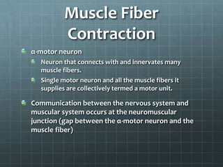 Muscle Fiber
Contraction
α-motor neuron
Neuron that connects with and innervates many
muscle fibers.
Single motor neuron and all the muscle fibers it
supplies are collectively termed a motor unit.
Communication between the nervous system and
muscular system occurs at the neuromuscular
junction (gap between the α-motor neuron and the
muscle fiber)
 