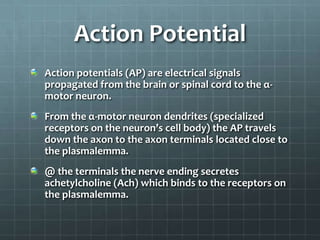 Action Potential
Action potentials (AP) are electrical signals
propagated from the brain or spinal cord to the α-
motor neuron.
From the α-motor neuron dendrites (specialized
receptors on the neuron’s cell body) the AP travels
down the axon to the axon terminals located close to
the plasmalemma.
@ the terminals the nerve ending secretes
achetylcholine (Ach) which binds to the receptors on
the plasmalemma.
 