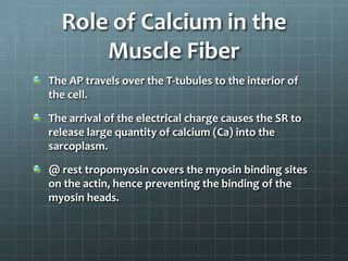 Role of Calcium in the
Muscle Fiber
The AP travels over the T-tubules to the interior of
the cell.
The arrival of the electrical charge causes the SR to
release large quantity of calcium (Ca) into the
sarcoplasm.
@ rest tropomyosin covers the myosin binding sites
on the actin, hence preventing the binding of the
myosin heads.
 