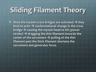 Sliding Filament Theory
Once the myosin cross bridges are activated  they
bind to actin  conformational change in the cross
bridge  causing the myosin head to tilt (power
stroke)  dragging the thin filament towards the
center of the sarcomere  pulling of the thin
filament past the thick filament shortens the
sarcomere and generates force.
 