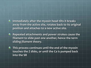 Immediately after the myosin head tilts it breaks
away from the active site, rotates back to its original
position and attaches to a new active site.
Repeated attachments and power strokes cause the
filament to slide past one another, hence the term
sliding filament theory.
This process continues until the end of the myosin
touches the Z disks, or until the Ca is pumped back
into the SR
 