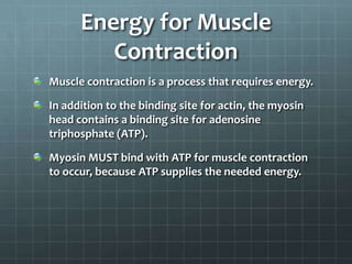 Energy for Muscle
Contraction
Muscle contraction is a process that requires energy.
In addition to the binding site for actin, the myosin
head contains a binding site for adenosine
triphosphate (ATP).
Myosin MUST bind with ATP for muscle contraction
to occur, because ATP supplies the needed energy.
 