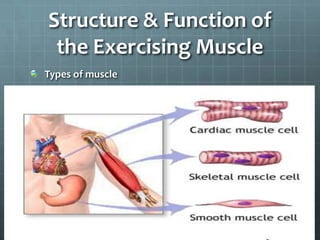 Structure & Function of
the Exercising Muscle
Types of muscle
 
