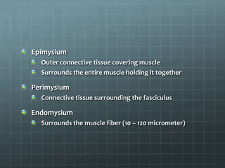 Epimysium
Outer connective tissue covering muscle
Surrounds the entire muscle holding it together
Perimysium
Connective tissue surrounding the fasciculus
Endomysium
Surrounds the muscle fiber (10 – 120 micrometer)
 