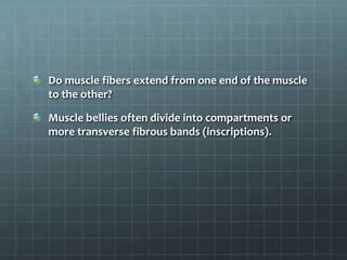 Do muscle fibers extend from one end of the muscle
to the other?
Muscle bellies often divide into compartments or
more transverse fibrous bands (inscriptions).
 