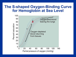 The S-shaped Oxygen-Binding Curve
for Hemoglobin at Sea Level
 