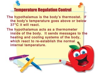 Temperature Regulation Control
The hypothalamus is the body’s thermostat. If
the body’s temperature goes above or below
37°C it will react.
The hypothalamus acts as a thermometer
inside of the body. It sends messages to the
heating and cooling systems of the body,
which react to re-establish the normal
internal temperature.
 