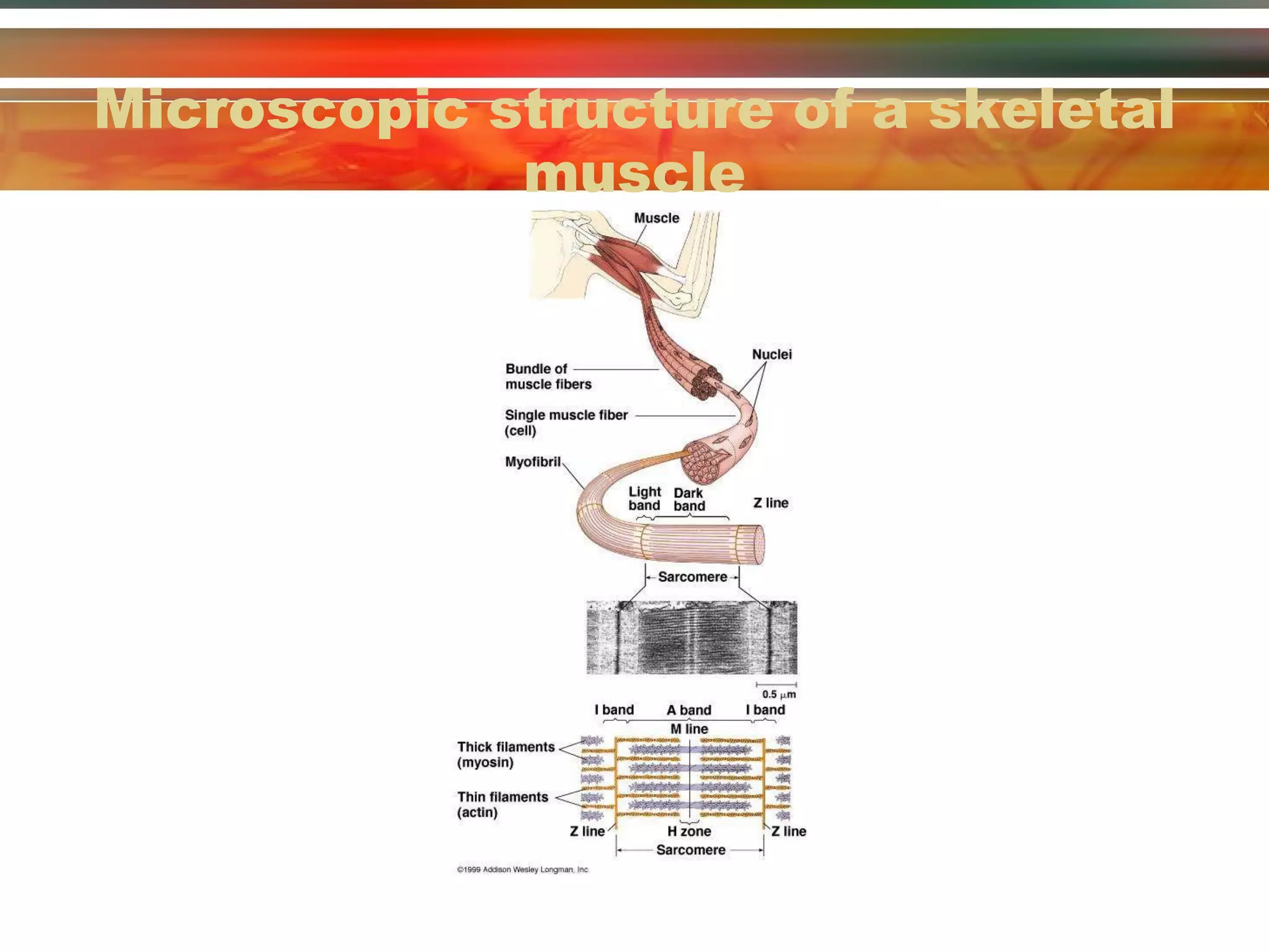 Microscopic structure of a skeletal muscle 